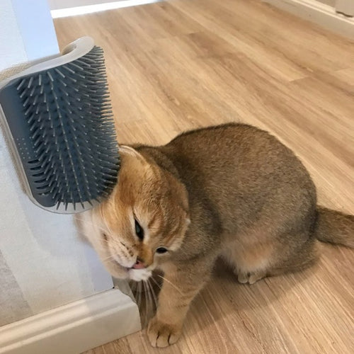 Cat interacting with a pet grooming brush on a wooden floor
